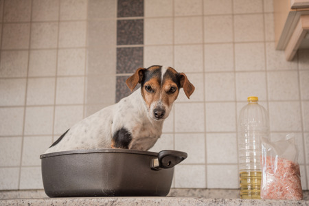Chien Humour Toilette Imágenes y Fotos - 123RF