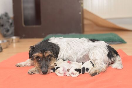 Pups On The Day Of Birth 0 Days Old Purebred Very Small Jack