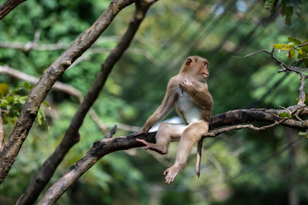 A cute monkey on the tree ,monkey climbing tree.