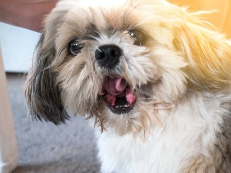 シーズー 家庭で オーナーに愛される 本当の友人 陽気な習慣を持っている の写真素材 画像素材 Image
