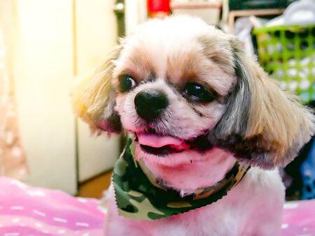 シーズー 家庭で オーナーに愛される 本当の友人 陽気な習慣を持っている の写真素材 画像素材 Image