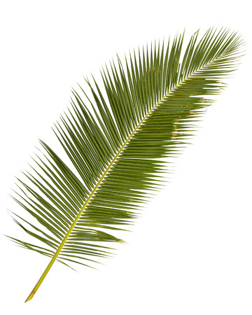 coconut: cây cọ lá bị cô lập trên backgroud trắng