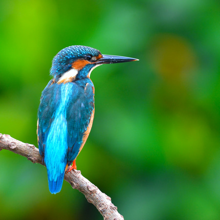 美しい鳥の枝に止まった男性カワセミ カワセミ の写真素材 画像素材 Image 美しい鳥の枝に止まった男性カワセミ カワセミ の写真素材 画像素材 Image
