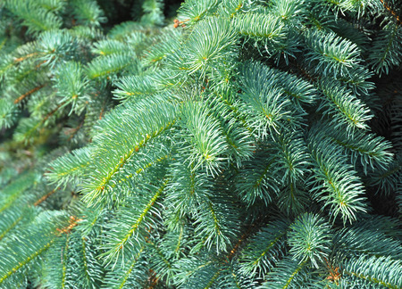 christmas tree blue spruce branches on a textured background blue spruce green spruce - Blue Spruce Artificial Christmas Tree christmas tree blue spruce branches on a textured background blue spruce green spruce - Blue Spruce Artificial Christmas Tree