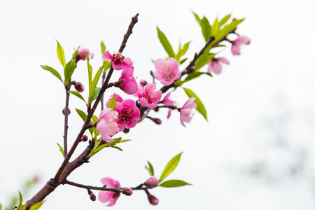 秋の木の枝にピンクの桃の花 の写真素材 画像素材 Image