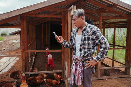 Asian elderly senior farmer using smartphone in chicken local farm.