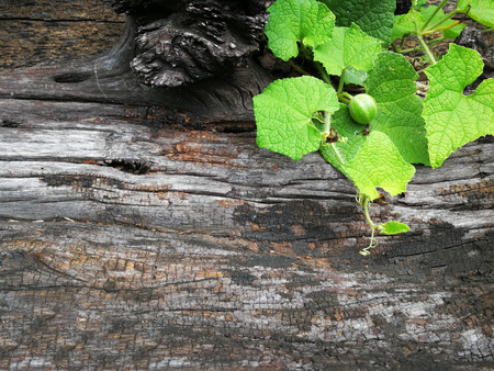 Pianta che cresce su legno su sfondo verde in natural background Stock Photo