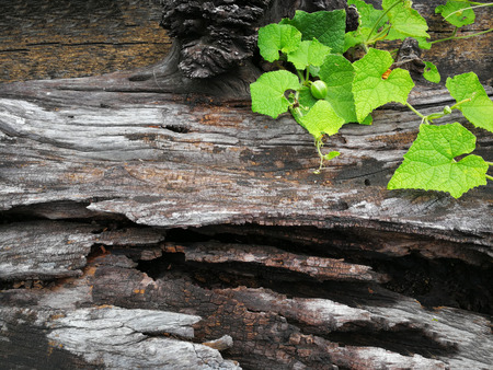 Pianta che cresce su legno su sfondo verde in natural background