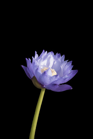 100+ Wallpaper Black Lotus HD Paling Baru 100+ Wallpaper Black Lotus HD Paling Baru