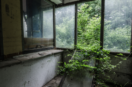 Overgrown room with window in a factory Stock Photo