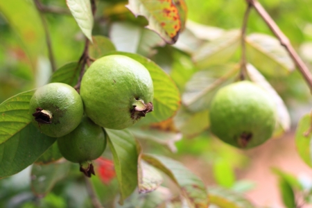 フェイジョアの花 南アメリカ フェイジョア マートル フトモモ科 ネイティブ開花植物パイナップル グアバ Guavasteen の写真素材 画像素材 Image