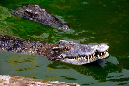 塩水のワニはオーストラリア、クイーンズランド州の川で水から