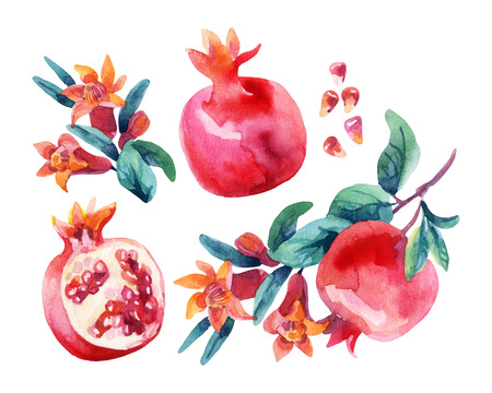 水彩ザクロの花の枝を設定します ザクロの果実は 白い背景で隔離の花 手描きのイラスト の写真素材 画像素材 Image