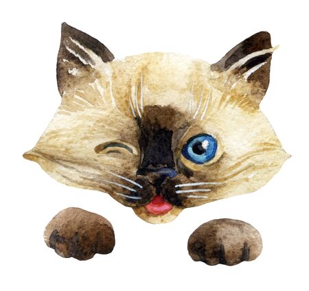 座っている子猫 ペルシャ猫 クリーム色のトラ猫 白い背景に分離された赤ちゃん猫 の写真素材 画像素材 Image 座っている子猫 ペルシャ猫 クリーム色のトラ猫 白い背景に分離された赤ちゃん猫 の写真素材 画像素材 Image