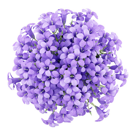 purple flowers stock photos and images 123rf purple flowes