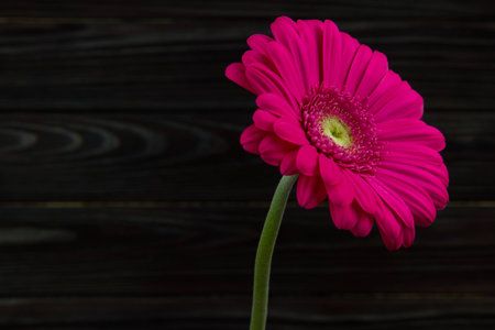 ピンクの花ガーベラが微妙な自然な香りのよい美しい花です の写真素材 画像素材 Image