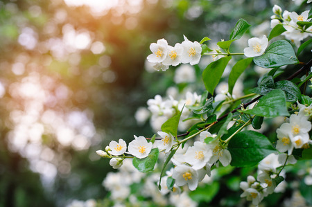 jasmine spring flowers with raindrops.