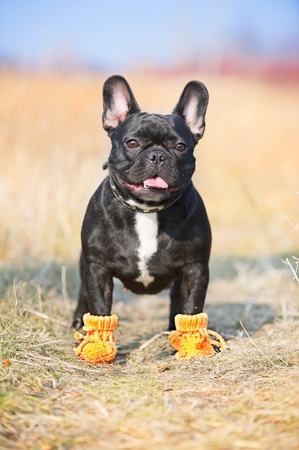 لان خصم باعتدال Chausson Bouledogue Francais Semperficharityrun Org لان خصم باعتدال Chausson Bouledogue Francais Semperficharityrun Org