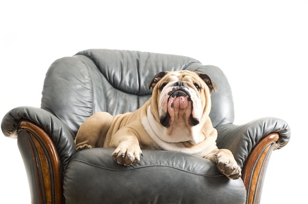Gluckliche Lazy Dog English Bulldog Auf Einem Ledersessel Sofa Lizenzfreie Fotos Bilder Und Stock Fotografie Image 12899811