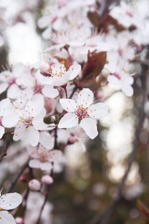 春の山桜花 選択と集中 の写真素材 画像素材 Image
