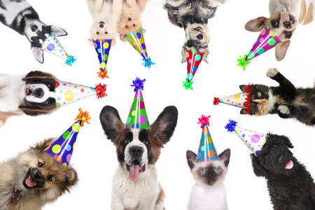Multiple pet animals isolated wearing birthday hats for a party