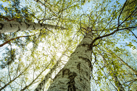 nature background stock photos royalty free nature background images background photo nature