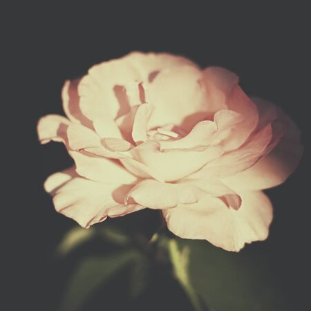Retro Flower Vintage Floral Backgrounds With Pink Rose Stock Photo Picture And Royalty Free Image Image 41318171
