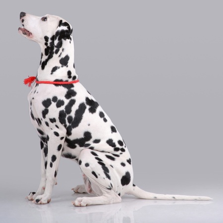 ダルメシアン肖像画 Dalmatian / ダルメシアン | TOMOYA OFFICIAL GALLERY STORE