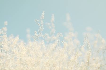 abstract dreamy and blurred image of spring white cherry blossoms tree. selective focus. vintage filtered
