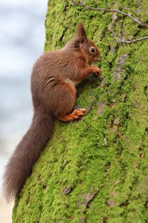 Portrait of a red squirrel (sciurus vulgaris) climbing a tree Stock Photo