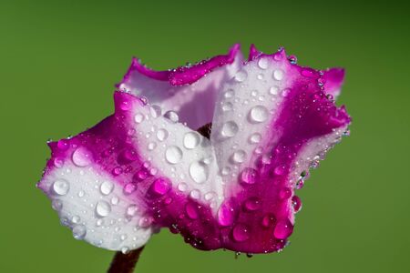 Macro Shot Of A Cyclamen Origami Flower Covered In Water Droplets