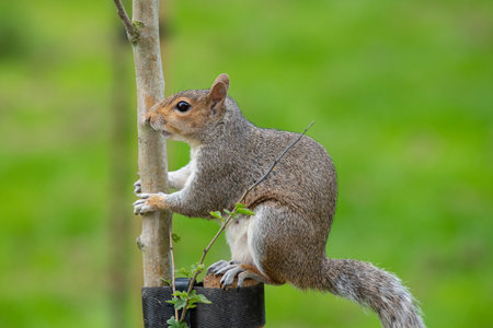 Portrait of an eastern gray squirrel (sciurus carolinensis) sitting on a wooden post