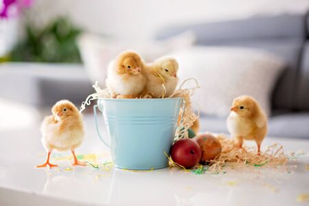 Mignons petits poussins nouveau-nés dans un seau et des oeufs de pâques, jouant