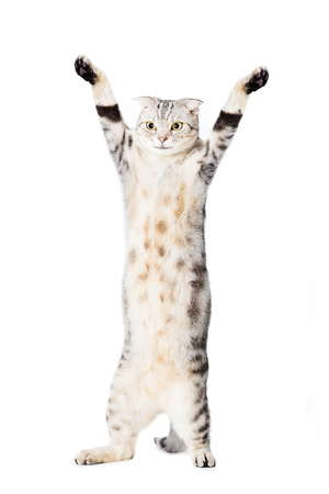 猫が立ち上がって手を上昇 の写真素材・画像素材. Image 50480619.