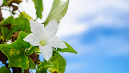 白いアイビーのひょうたんの花 の写真素材 画像素材 Image 白いアイビーのひょうたんの花 の写真素材 画像素材 Image