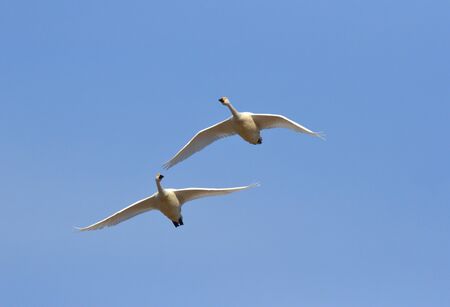 白鳥の羽ばたき の写真素材 画像素材 Image
