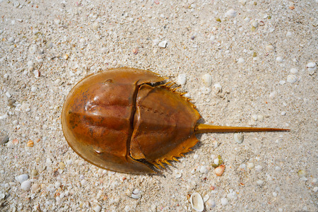 Cacerola de mar limulus polyphemus horseshoe crab in mexico Stock Photo