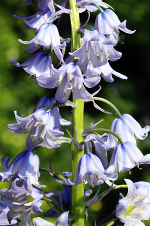 ブルーベル青い春と開花の多年生球根花植物 の写真素材 画像素材 Image