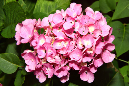 春と夏開花低木多年生草本花植物である満開の花でピンクのアジサイ の写真素材 画像素材 Image 7419 春と夏開花低木多年生草本花植物である満開の花でピンクのアジサイ の写真素材 画像素材 Image 7419