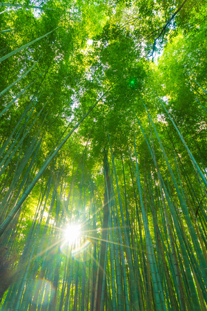 嵐山 京都府京都市 日本 16 年 11 月 23 日 竹林 竹林が有名な京都で 最も観光客に人気があります の写真素材 画像素材 Image 嵐山 京都府京都市 日本 16 年 11 月 23 日 竹林 竹林が有名な京都で 最も観光客に人気があります の写真素材 画像素材 Image