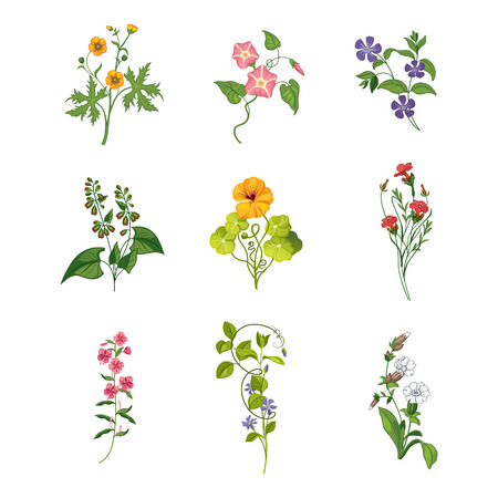 野生の花は手の詳細なイラストの描かれたセットです ハーブや植物現実的な芸術的な図面白い背景に分離されました のイラスト素材 ベクタ Image