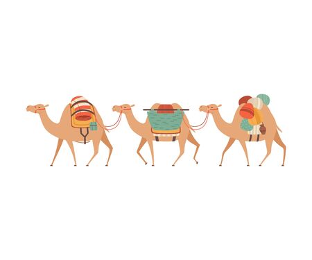 Caravan of camels, desert animals walking with heavy load, side view vector illustration on white background. Banco de Imagens
