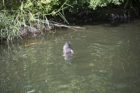 A duck diving for food in a lake