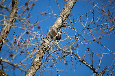 Eastern gray squirrel (sciurus carolinensis) climbing up a tree