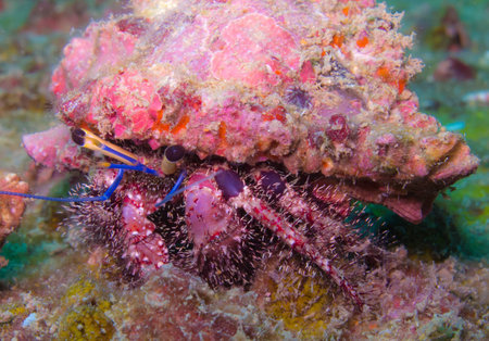 サンゴの上に食べ物を探しているヤドカリ の写真素材 画像素材 Image サンゴの上に食べ物を探しているヤドカリ の写真素材 画像素材 Image