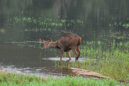 deer in Periyar Wildlife Sanctuary Stock Photo