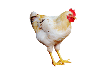 Animal. Beautiful White Chicken On The White Background Фотография,  картинки, изображения и сток-фотография без роялти. Image 103361730