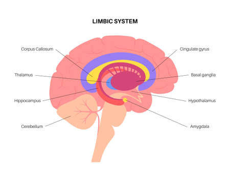 1,346 Limbic System Stock Photos and Images - 123RF