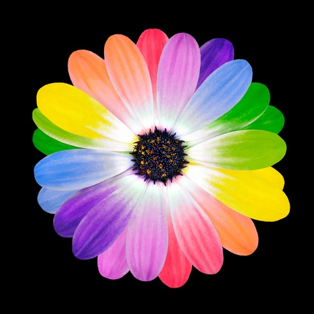 Rainbow Flower Multi Colored Petals of Daisy Flower Isolated on White Background. Range of Happy Multi Colours.