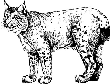 Vector Wild Cats Lynx Graphic Illustration